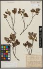 Foto von Salix waldsteiniana Willd.
